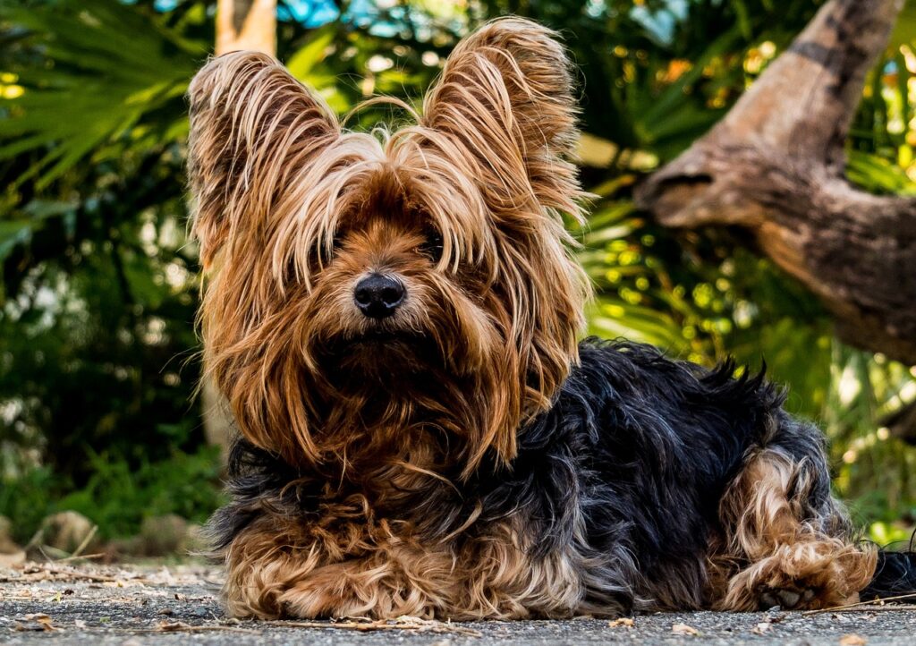 Hunderasse Yorkshire Terrier