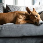 Hund beruhigen