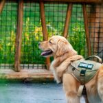 Assistenzhund mit grüner Arbeitsweste an der Seite seines Halters