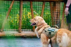 Assistenzhund mit grüner Arbeitsweste an der Seite seines Halters