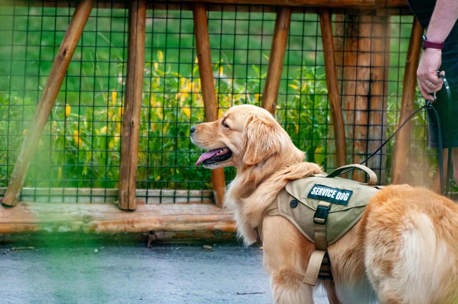Assistenzhund mit grüner Arbeitsweste an der Seite seines Halters