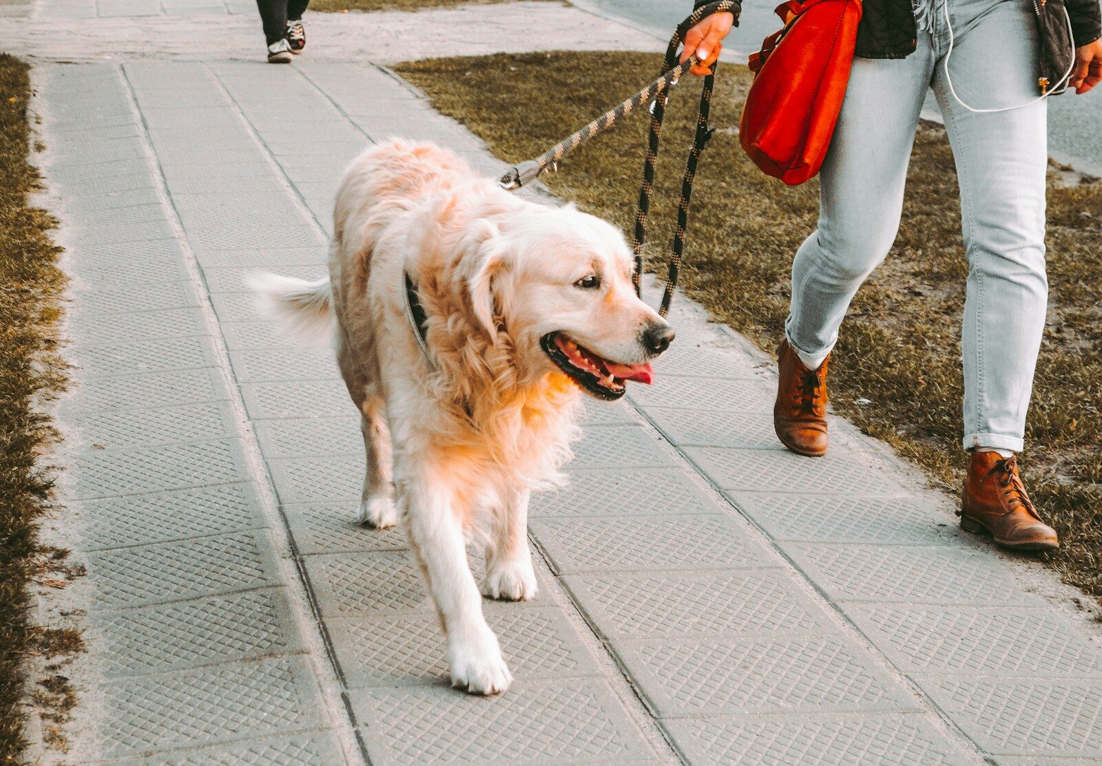 Assistenzhund begleitet seinen Halter beim Spaziergang