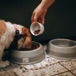 Hund frisst aus seinem Napf – ausgewogene Hundeernährung
