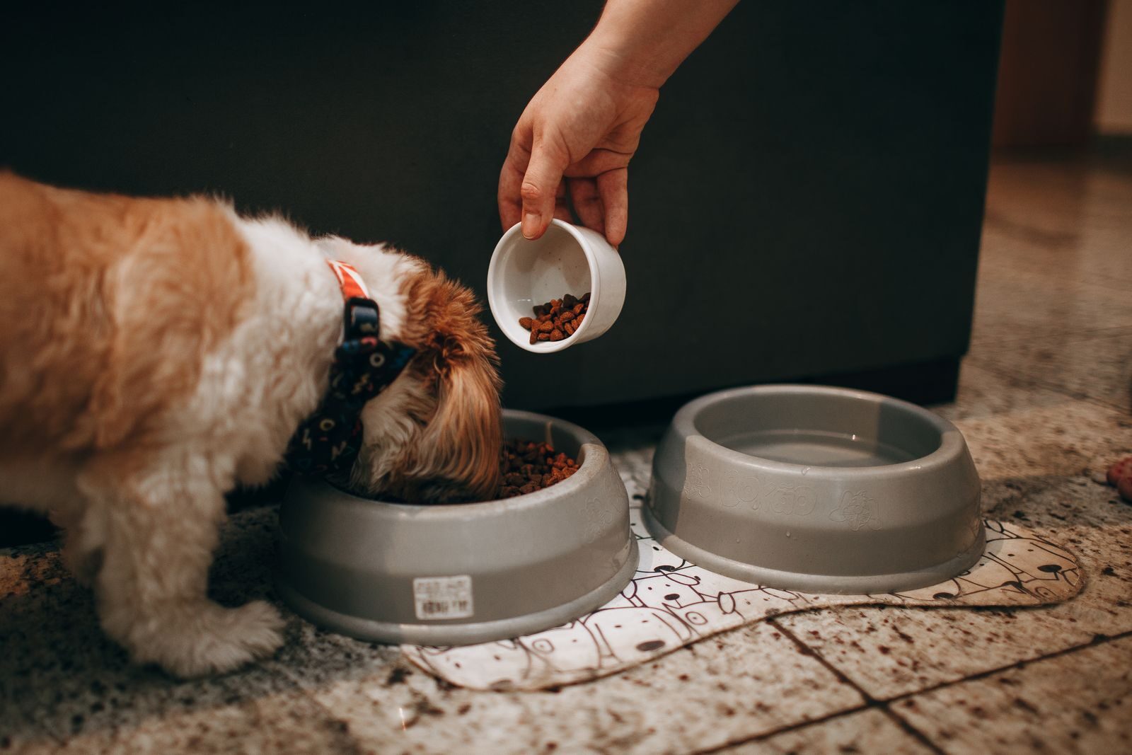 Hund frisst aus seinem Napf – ausgewogene Hundeernährung