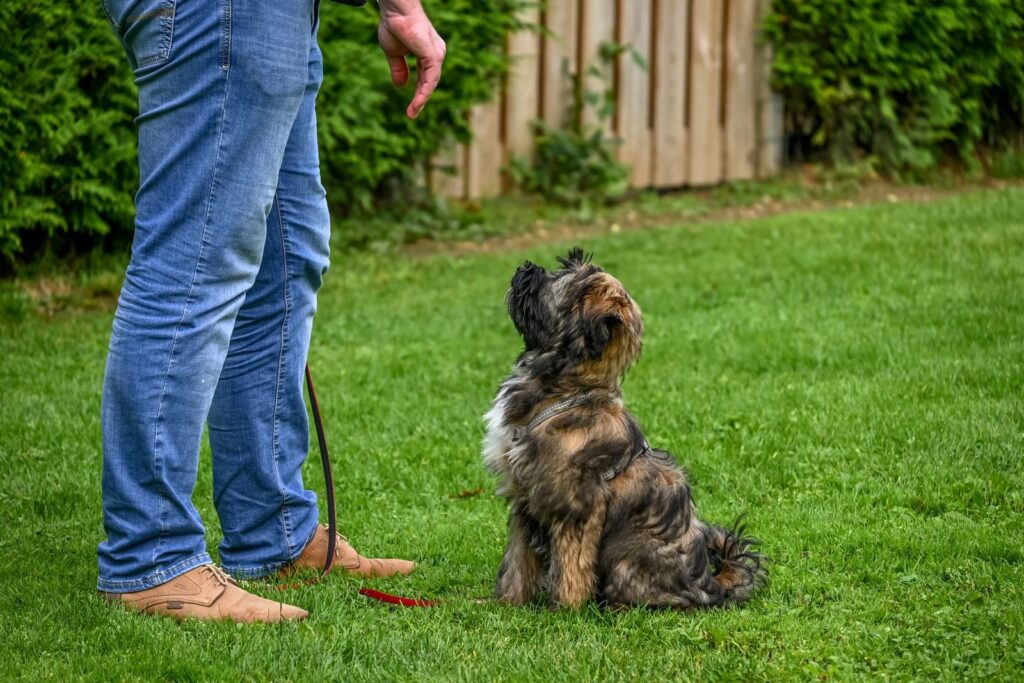 Hund beim Training mit Belohnung