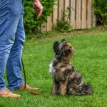 Hund beim Training mit Belohnung