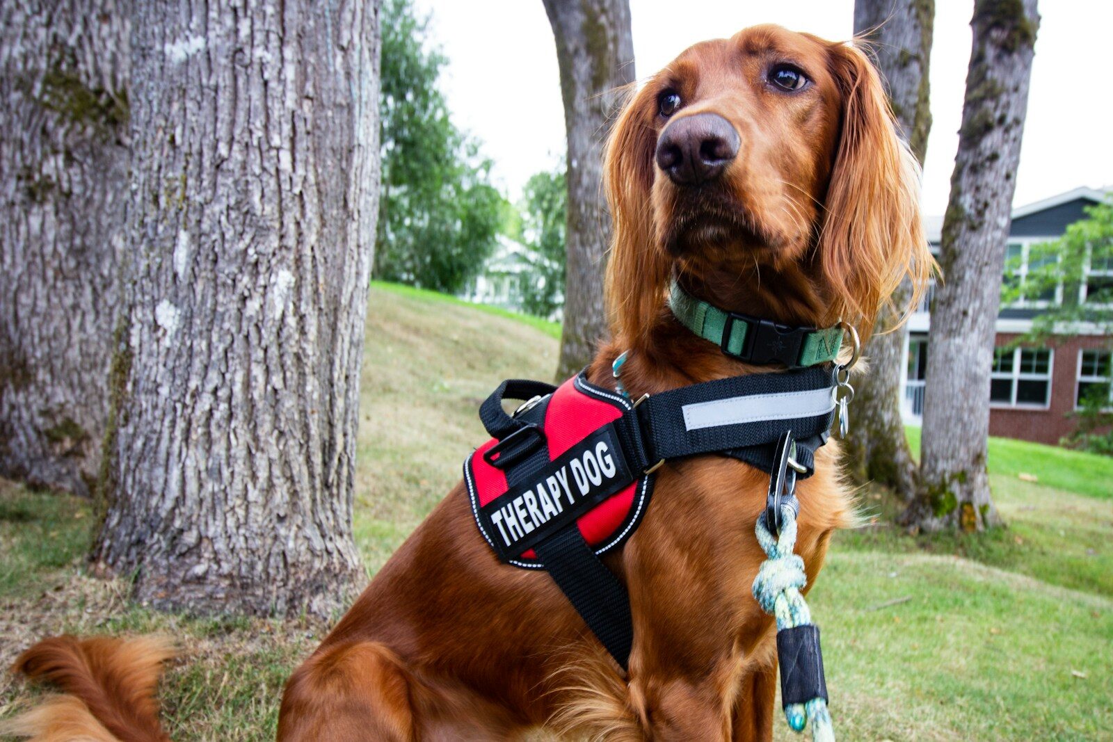 Ruhiger Hund lässt sich streicheln